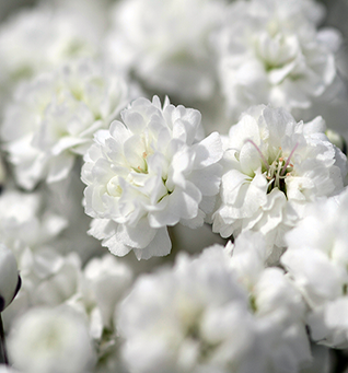 GypsophilaExcellence
