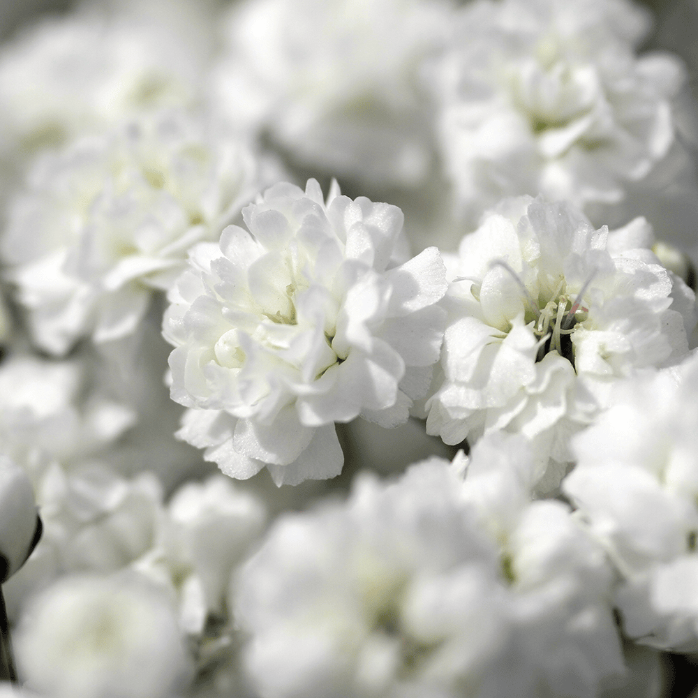 GypsophilaExcellenceBig en modal