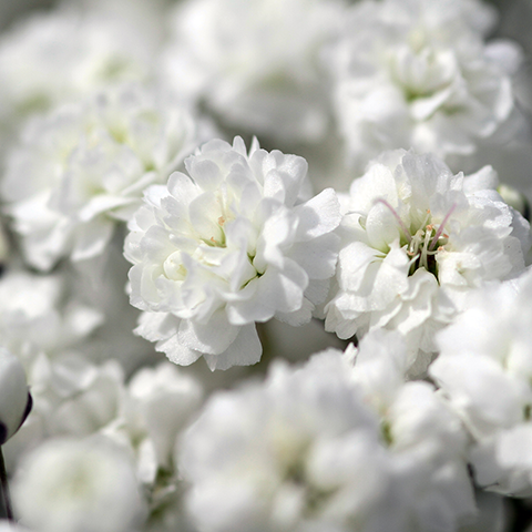 Imagen GypsophilaExcellenceLarge