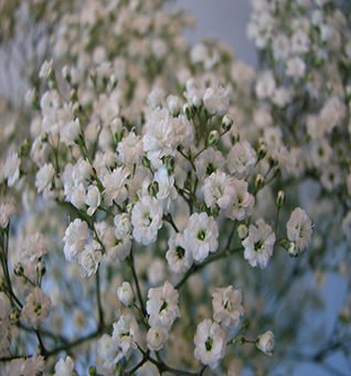 GypsophilaMillionStar