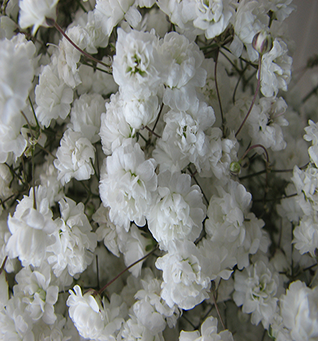 GypsophilaNewLove