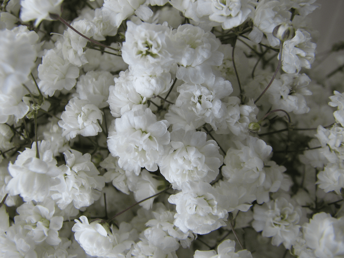 GypsophilaNewLoveBig en modal