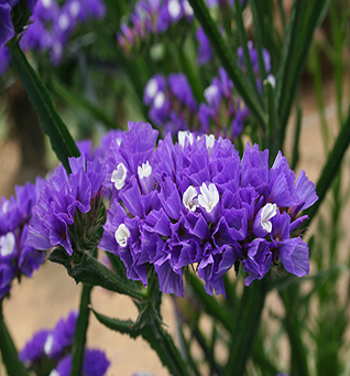 TissueCultureStaticePurple