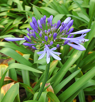 Agapanthus Blue