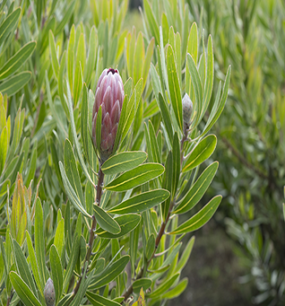 Protea Pink Ice