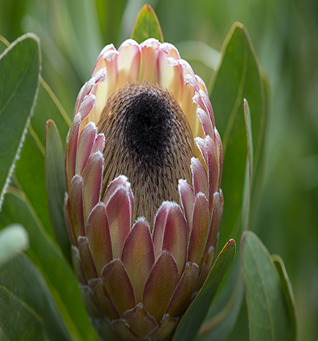 Protea Susana