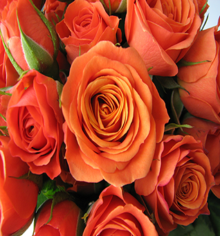 Spray Rose Orange Babe