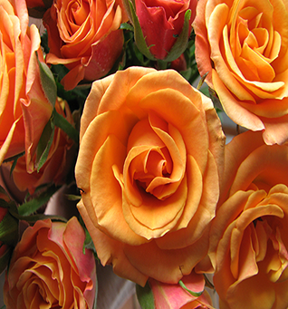 Spray Rose Orange Mambo