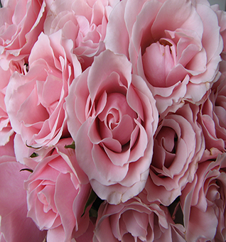 Spray Rose Pink Majolika