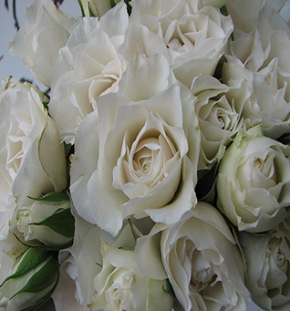 Spray Rose White Princess