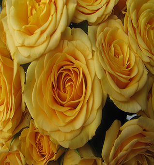 Spray Rose Yellow Babe