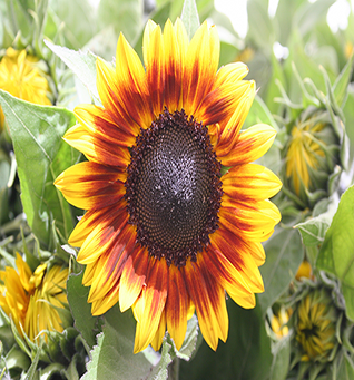 Sunflower Firewalker