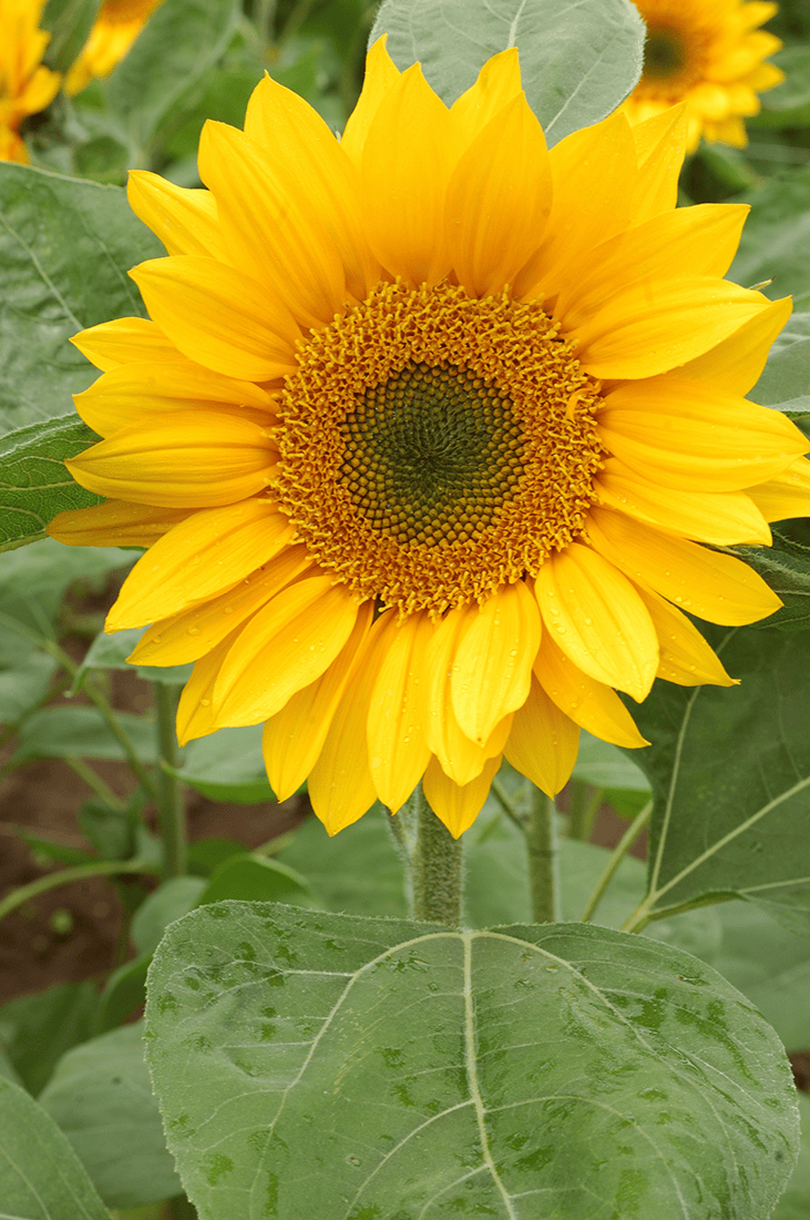SunflowerGreenCenterBig en modal
