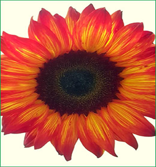 Sunflower Tinted Red