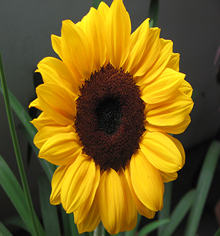 Sunflower Van Gogh