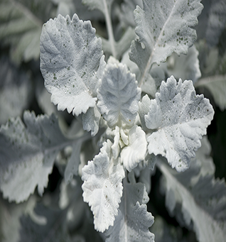 Dusty Miller