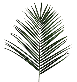 Phoenix Palm