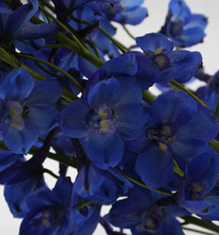 Delphinium Blue Shadow