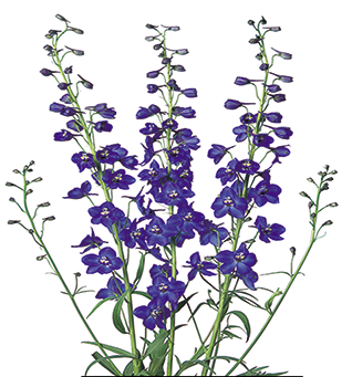 Delphinium Sea Waltz