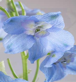 Delphinium Sky Waltz