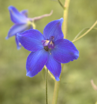 Delphinium Volker Frieden