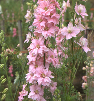 Larkspur Pink