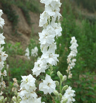 Larkspur White