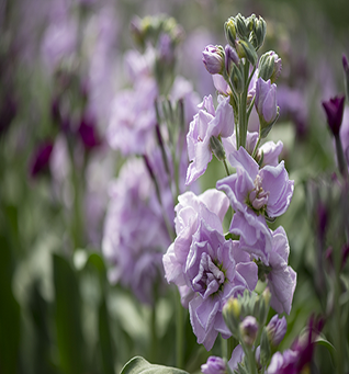 Stock Lavender