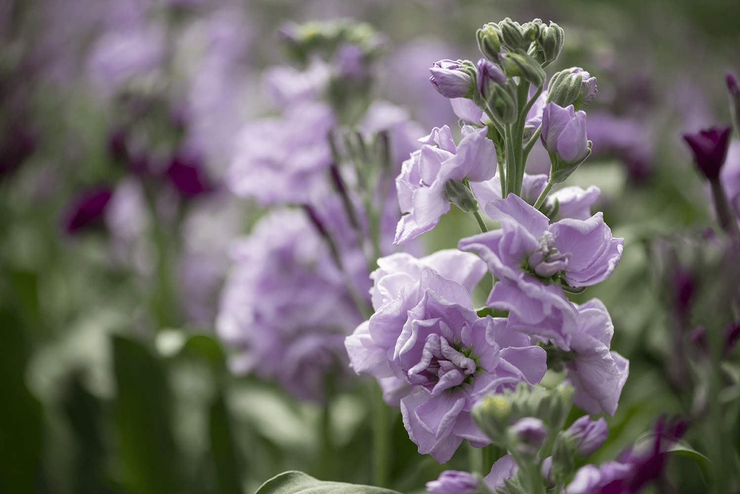 StockLavenderBig en modal