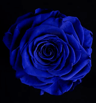 Tinted Blue Rose