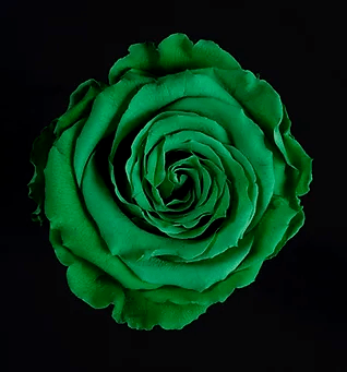 Tinted Green Rose