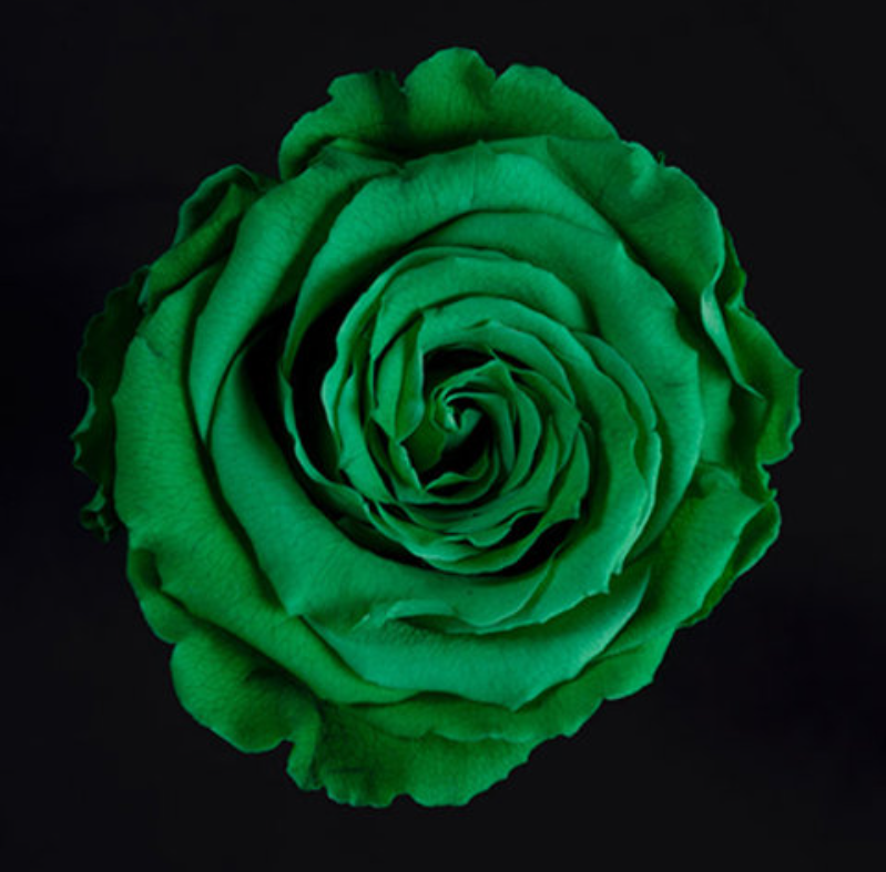 TintedGreenRoseBig en modal