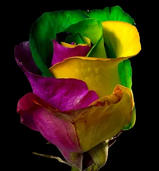 Tinted Rainbow Rose