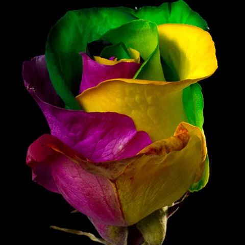 Imagen Tinted Rainbow Rose